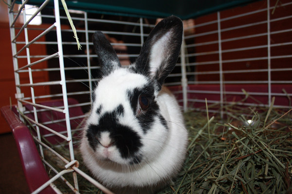 Rabbit Named Bella for AdoptioN