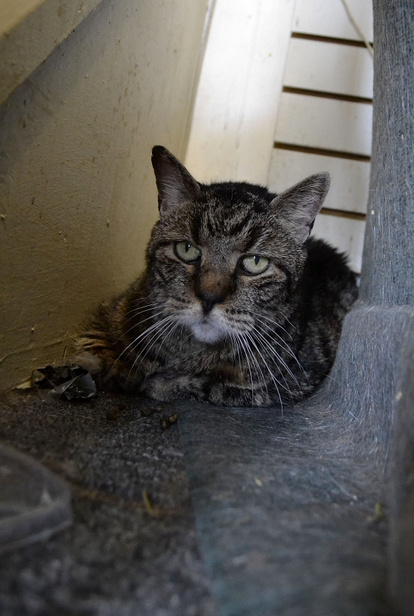 Chester, a cat for adoption at Oasis Animal Rescue, Oshawa, ON, Durham Region