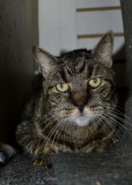 Chester, a cat for adoption at Oasis Animal Rescue, Oshawa, ON, Durham Region