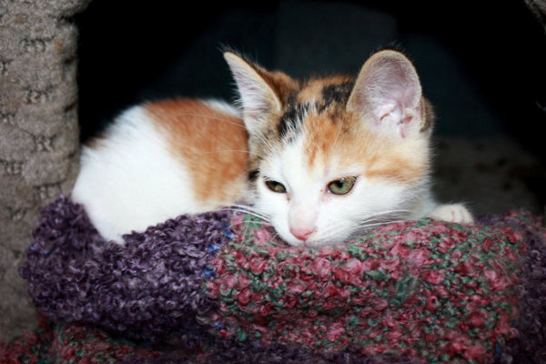 Kitten named Daphne for adoption at Oasis Animal Rescue
