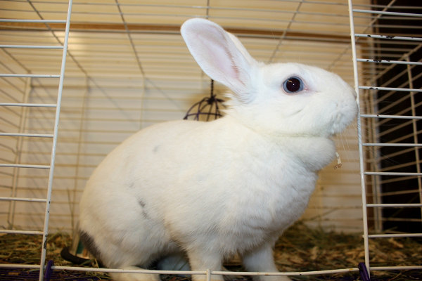Rabbit Named Juliet for Adoption