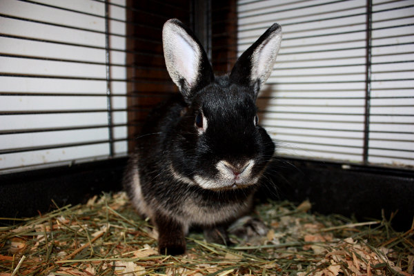 Rabbit Named Caden for Adoption