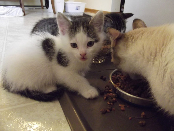 Young kitten named Latte feeding kibble