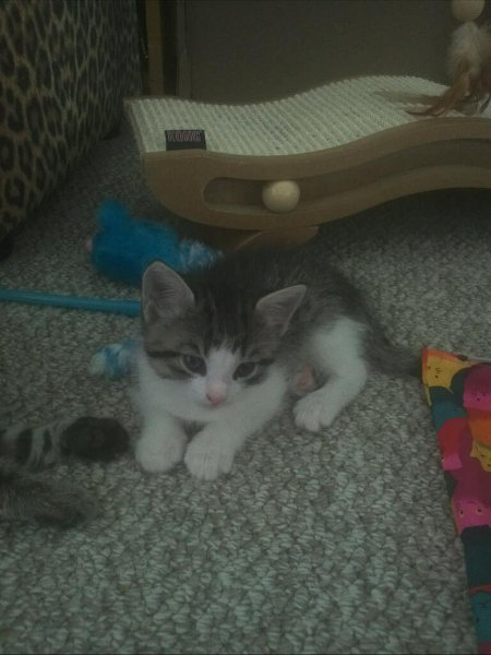 Kitten named Leela, for adoption.