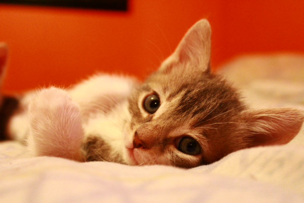 Leonard. A Kitten adopted through Oasis Animal Rescue