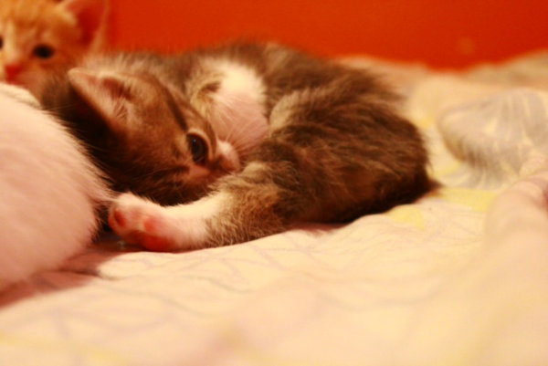 Kitten named Leonard