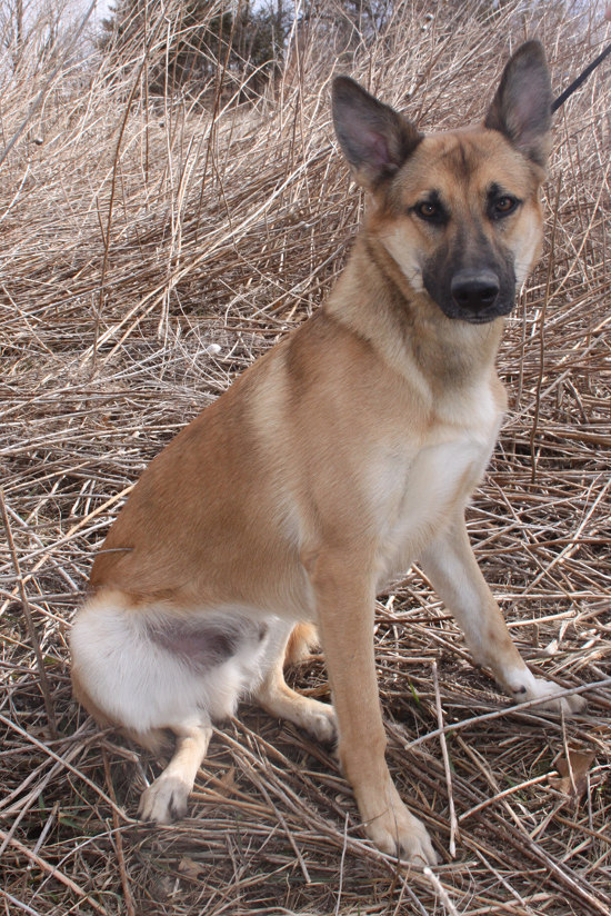 Adoptable dog named Lincoln