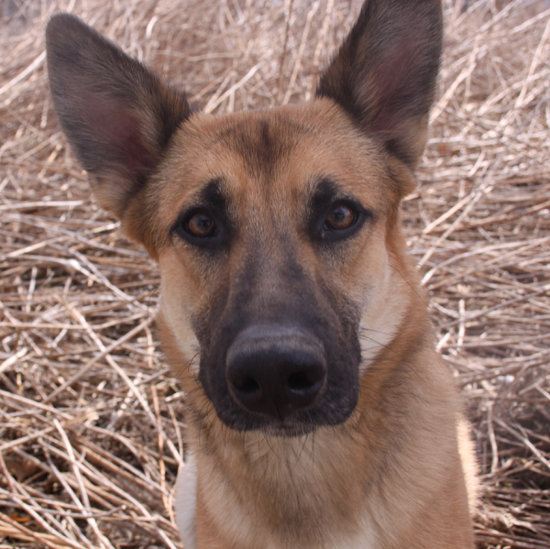 Lincoln, a dog or adoption through Oasis Animal Rescue