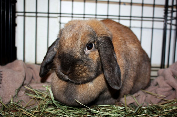 Rabbit Named Lola for Adoption