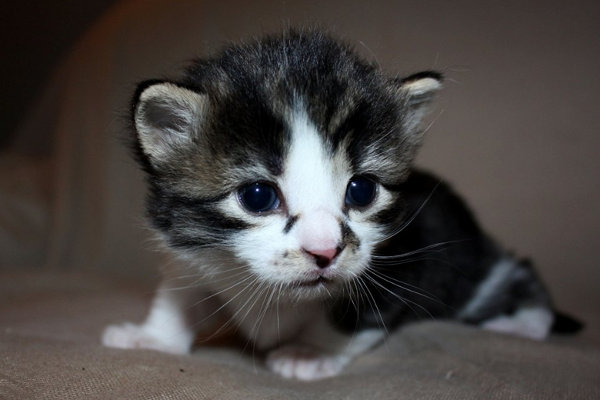 Male kitten for adoption named Luke