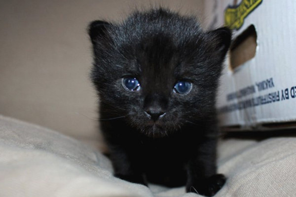 All black, male kitten named Noah, for adoption