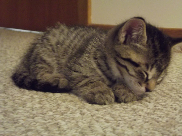 Kitten named Pistachio falling asleep
