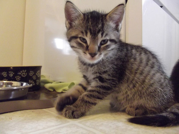 Kitten named Pistachio 