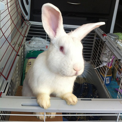 Rabbit Named Romeo for Adoption