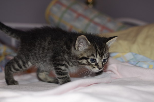 Kitten named Stefan for adoption. 