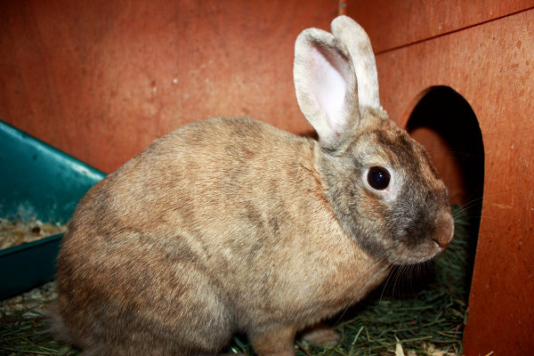 Rabbit Named Stewart for Adoption