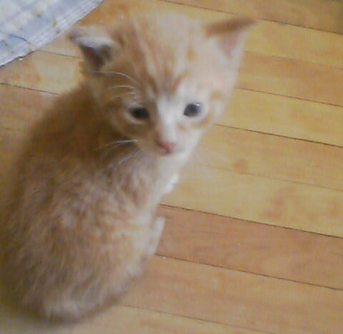 Kitten named Zuri