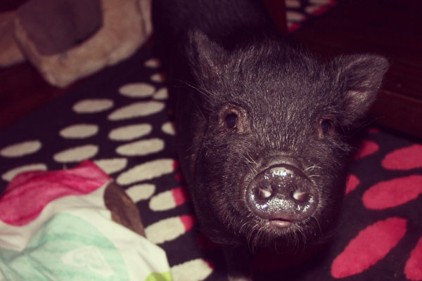 Pot bellied pig for adoption named Cupcake