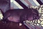 Cupcake. Special Pot-Bellied Pig Seeks New Home 