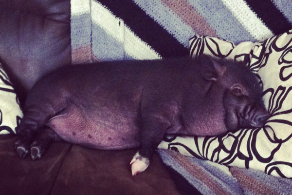 Pot bellied pig for adoption named Cupcake