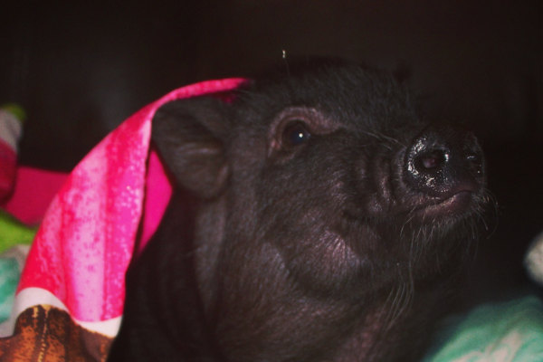 Pot bellied pig for adoption named Cupcake. Oasis Animal Rescue.