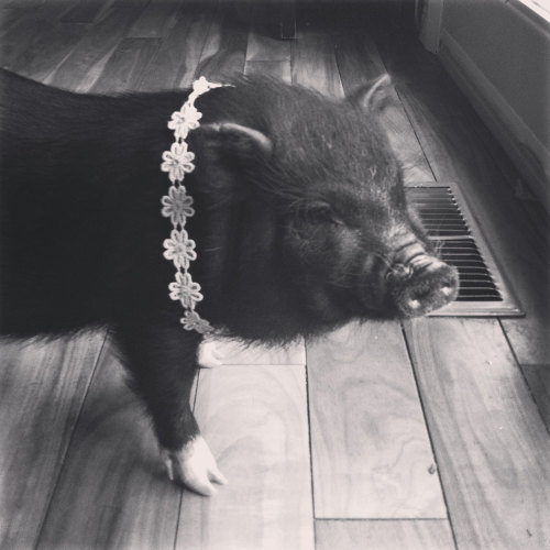 Pot bellied pig for adoption named Cupcake. Oasis Animal Rescue.