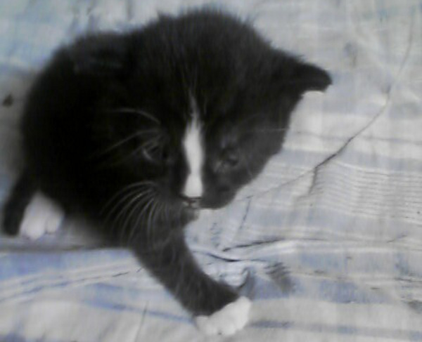 Kitten named Fahari for adoption