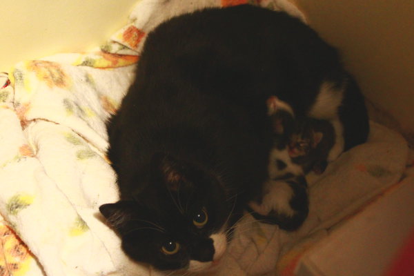 Frankie and her newborn kittens.