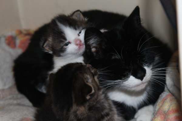 Frankie with her two kittens