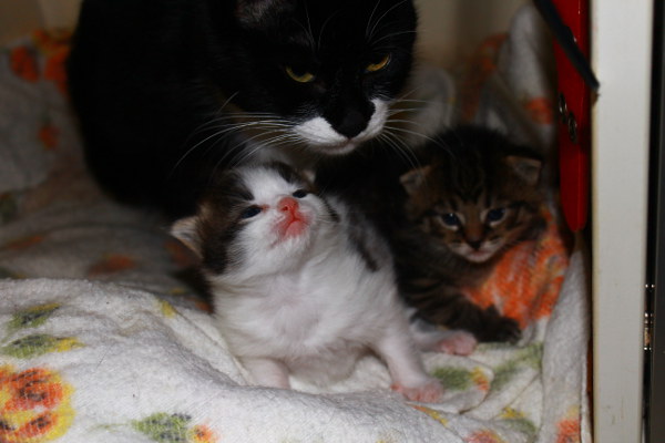 Frankie with her kittens