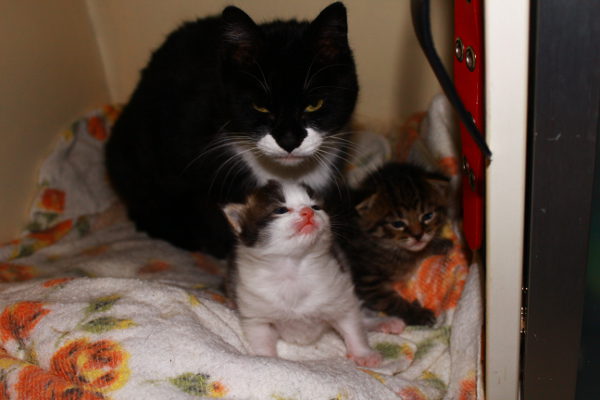 Frankie with her two kittens