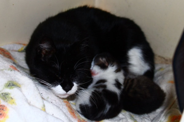 Frankie with kittens.