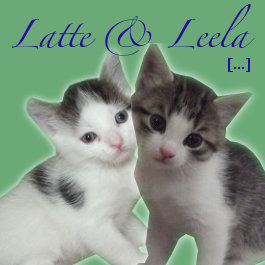 Latte and Leela. Adoptable kittens at Oasis Animal Rescue