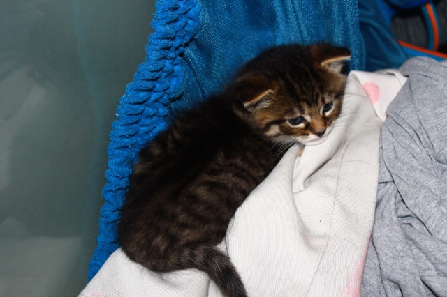 Kitten named Logan for adoption