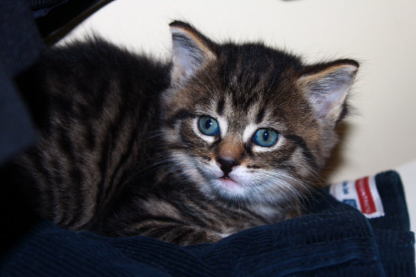 Kitten named Logan - 5 weeks of age