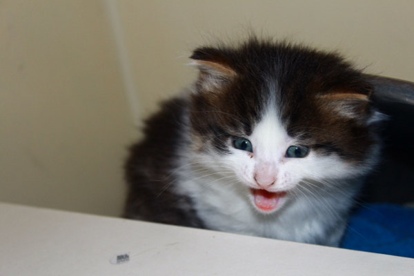 Kitten named Rory for adoption