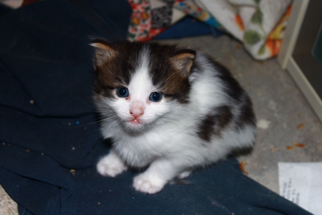 kitten named Rory for adoption