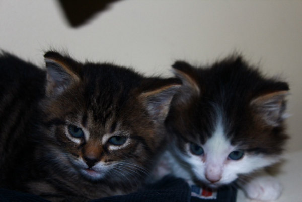 Kittens for adoption, Rory and Logan at five weeks of age