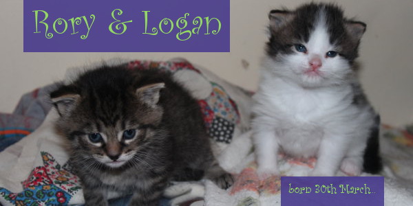 Kittens Rory and Logan for adoption