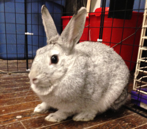 Silver. A rabbit for adoption at Oasis Animal Rescue, Oshawa