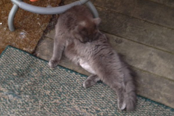 Cat named Takoda - bathing himself