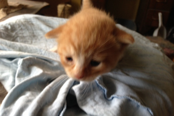 Kitten named Zuri for adoption