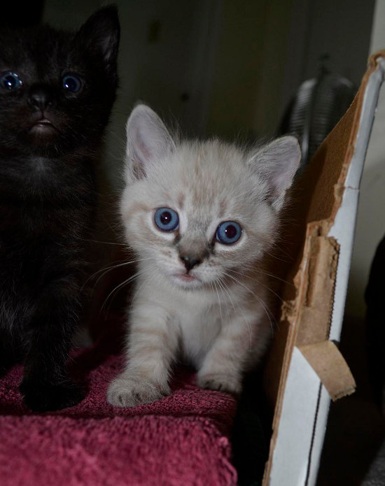 Kitten named Kennedy for adoption