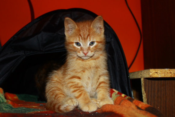 Adopt kitten: Amber