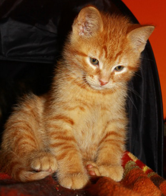 Adopt kitten: Amber