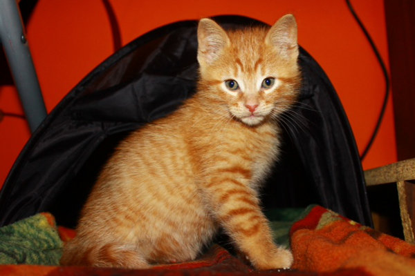 Amber. Kittens for adoption at Oasis Animal Rescue, Oshawa, ON