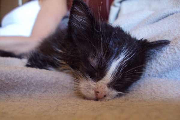 kitten named cherry sleeping