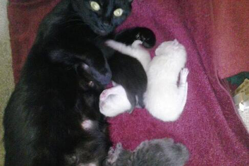 Cat named Daisy and her one week old kittens