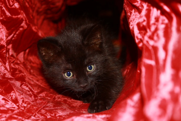 Hermie. Kittens for adoption at Oasis Animal Rescue, Oshawa, ON