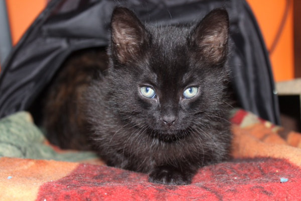 Hermie. Kittens for adoption at Oasis Animal Rescue, Oshawa, ON